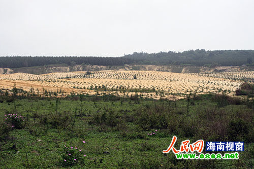 文昌開采鈦礦已經(jīng)有多年，目前中國每年鈦材年需求量在二點(diǎn)五至三萬噸，而國內(nèi)年鈦產(chǎn)量只有一千五百至兩千噸，市場缺口巨大。在國內(nèi)市場上，一噸鈦金屬粉的價(jià)格是六十萬元人民幣，國際市場更高達(dá)每噸八十萬美元。正是因?yàn)殁伒V的極大利潤，才讓很多人對(duì)挖采鈦礦趨之若鶩。