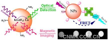 基于稀土KGdF4納米顆粒的光磁多模生物標記材料