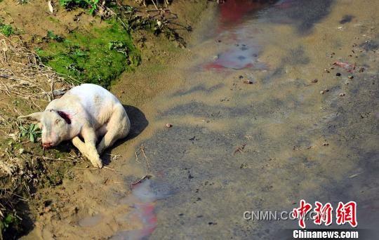 沿村溪步行不到500米，就見溪邊和溪中淺灘處散落著4頭死豬，而溪流中隨處可見令人恐懼的“紅蟲”（圖紅色處）。