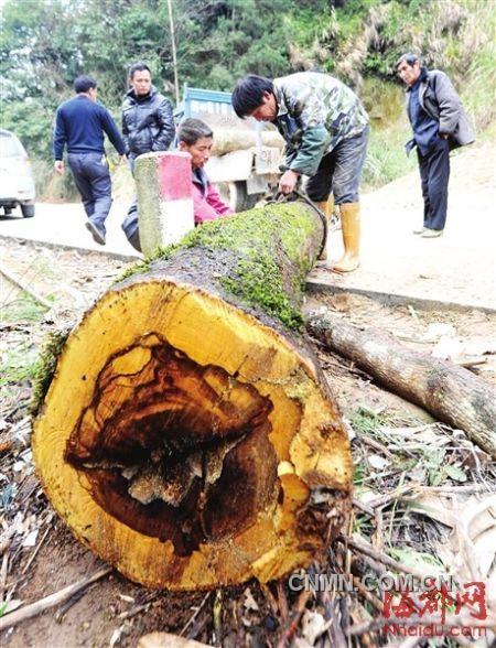 被砍的樹(shù)木被村民追回。