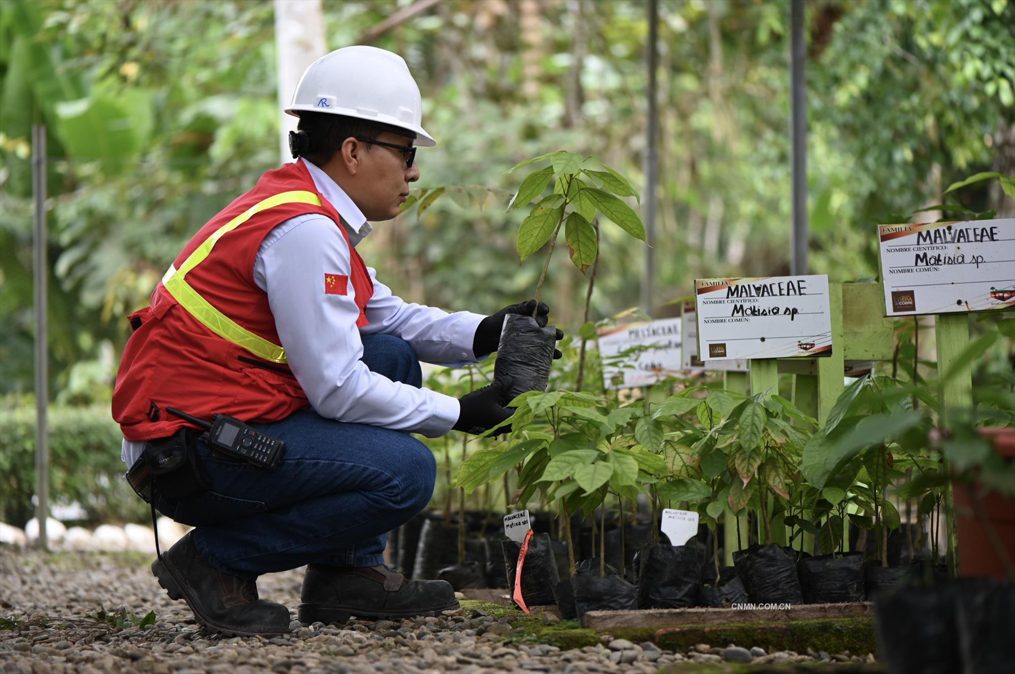 米拉多銅礦員工將稀有的植物移種到植物園。